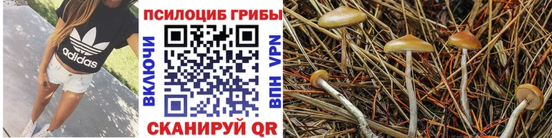 blacksprut сайт Нижнекамск Галлюциногенные грибы Cubensis